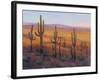 Desert Light I-Tim O'toole-Framed Art Print