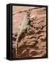 Desert Lizard, Petra, Wadi Musa (Mousa), Jordan, Middle East-Christian Kober-Framed Stretched Canvas