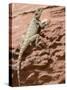 Desert Lizard, Petra, Wadi Musa (Mousa), Jordan, Middle East-Christian Kober-Stretched Canvas