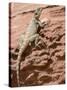 Desert Lizard, Petra, Wadi Musa (Mousa), Jordan, Middle East-Christian Kober-Stretched Canvas
