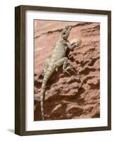 Desert Lizard, Petra, Wadi Musa (Mousa), Jordan, Middle East-Christian Kober-Framed Photographic Print