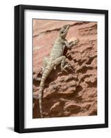 Desert Lizard, Petra, Wadi Musa (Mousa), Jordan, Middle East-Christian Kober-Framed Photographic Print