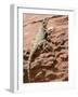 Desert Lizard, Petra, Wadi Musa (Mousa), Jordan, Middle East-Christian Kober-Framed Photographic Print