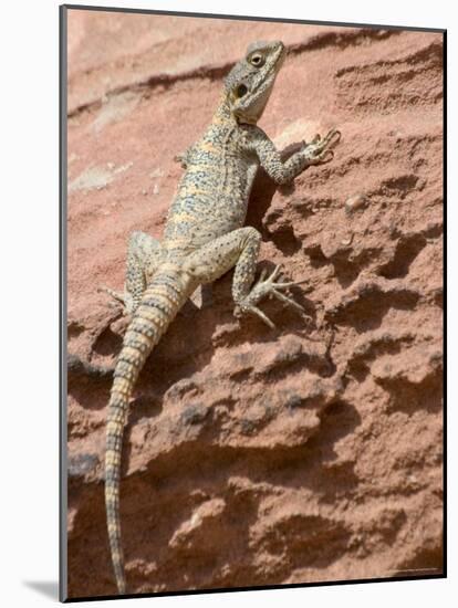 Desert Lizard, Petra, Wadi Musa (Mousa), Jordan, Middle East-Christian Kober-Mounted Photographic Print