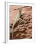 Desert Lizard, Petra, Wadi Musa (Mousa), Jordan, Middle East-Christian Kober-Framed Photographic Print
