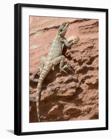 Desert Lizard, Petra, Wadi Musa (Mousa), Jordan, Middle East-Christian Kober-Framed Photographic Print