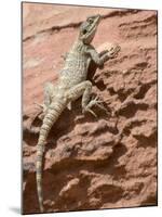 Desert Lizard, Petra, Wadi Musa (Mousa), Jordan, Middle East-Christian Kober-Mounted Photographic Print