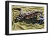 Desert Monitor (Varanus Griseus), Varanidae, Drawing-null-Framed Giclee Print