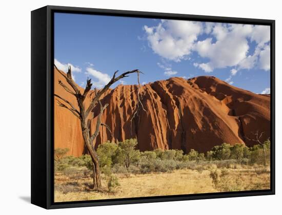 Desert Oak Tree and Spinifex Grass at Red Rock Base of Ayers Rock, Northern Territory, Australia-Paul Souders-Framed Stretched Canvas
