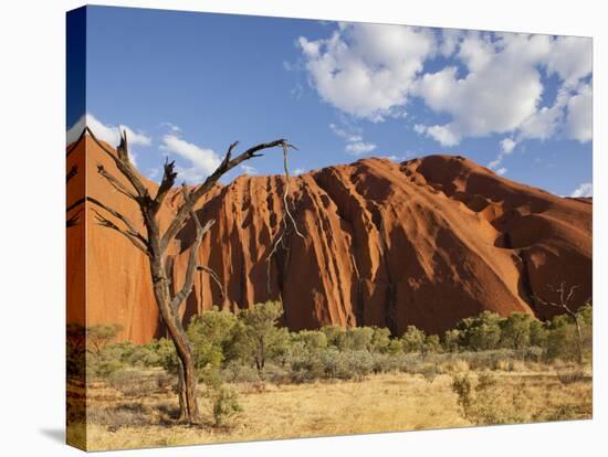 Desert Oak Tree and Spinifex Grass at Red Rock Base of Ayers Rock, Northern Territory, Australia-Paul Souders-Stretched Canvas