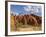 Desert Oak Tree and Spinifex Grass at Red Rock Base of Ayers Rock, Northern Territory, Australia-Paul Souders-Framed Photographic Print