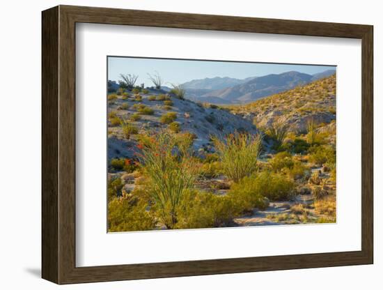 Desert Ocotillo Landscape-John Gavrilis-Framed Photographic Print