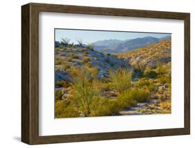 Desert Ocotillo Landscape-John Gavrilis-Framed Photographic Print