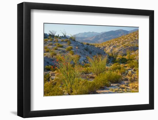 Desert Ocotillo Landscape-John Gavrilis-Framed Photographic Print