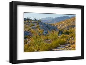 Desert Ocotillo Landscape-John Gavrilis-Framed Photographic Print