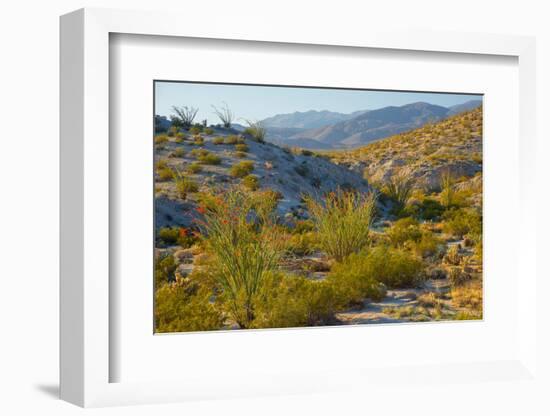 Desert Ocotillo Landscape-John Gavrilis-Framed Photographic Print