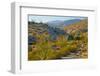 Desert Ocotillo Landscape-John Gavrilis-Framed Photographic Print