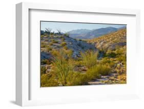 Desert Ocotillo Landscape-John Gavrilis-Framed Photographic Print