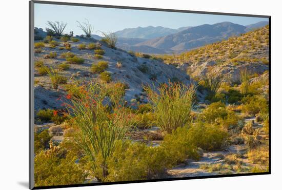 Desert Ocotillo Landscape-John Gavrilis-Mounted Photographic Print