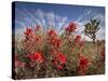 Desert Paintbrush Blooming in Front of Joshua Tree, Mojave National Preserve, California, Usa-Rob Sheppard-Stretched Canvas