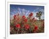 Desert Paintbrush Blooming in Front of Joshua Tree, Mojave National Preserve, California, Usa-Rob Sheppard-Framed Photographic Print