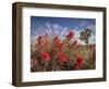 Desert Paintbrush Blooming in Front of Joshua Tree, Mojave National Preserve, California, Usa-Rob Sheppard-Framed Photographic Print