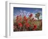 Desert Paintbrush Blooming in Front of Joshua Tree, Mojave National Preserve, California, Usa-Rob Sheppard-Framed Photographic Print