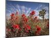 Desert Paintbrush Blooming in Front of Joshua Tree, Mojave National Preserve, California, Usa-Rob Sheppard-Mounted Photographic Print