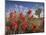 Desert Paintbrush Blooming in Front of Joshua Tree, Mojave National Preserve, California, Usa-Rob Sheppard-Mounted Photographic Print