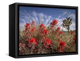 Desert Paintbrush Blooming in Front of Joshua Tree, Mojave National Preserve, California, Usa-Rob Sheppard-Framed Stretched Canvas