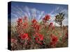 Desert Paintbrush Blooming in Front of Joshua Tree, Mojave National Preserve, California, Usa-Rob Sheppard-Stretched Canvas