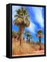 Desert Palm Oasis Phoenix Arizona-Charles Harker-Framed Stretched Canvas