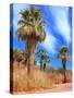 Desert Palm Oasis Phoenix Arizona-Charles Harker-Stretched Canvas