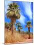 Desert Palm Oasis Phoenix Arizona-Charles Harker-Mounted Photographic Print