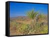 Desert Pincushion and Dandelion, Joshua Tree National Park, California, USA-Rob Tilley-Framed Stretched Canvas