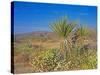 Desert Pincushion and Dandelion, Joshua Tree National Park, California, USA-Rob Tilley-Stretched Canvas