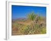 Desert Pincushion and Dandelion, Joshua Tree National Park, California, USA-Rob Tilley-Framed Photographic Print