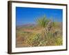 Desert Pincushion and Dandelion, Joshua Tree National Park, California, USA-Rob Tilley-Framed Photographic Print