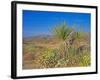 Desert Pincushion and Dandelion, Joshua Tree National Park, California, USA-Rob Tilley-Framed Photographic Print