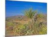 Desert Pincushion and Dandelion, Joshua Tree National Park, California, USA-Rob Tilley-Mounted Photographic Print