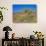 Desert Pincushion and Dandelion, Joshua Tree National Park, California, USA-Rob Tilley-Photographic Print displayed on a wall