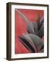 Desert Plant - Zey-Assaf Frank-Framed Giclee Print