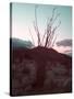 Desert Plants And Sunset-NaxArt-Stretched Canvas