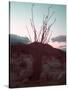 Desert Plants And Sunset-NaxArt-Stretched Canvas