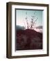Desert Plants And Sunset-NaxArt-Framed Art Print