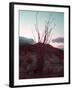 Desert Plants And Sunset-NaxArt-Framed Art Print