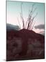 Desert Plants And Sunset-NaxArt-Mounted Art Print