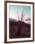 Desert Plants And Sunset-NaxArt-Framed Art Print