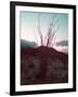 Desert Plants And Sunset-NaxArt-Framed Art Print