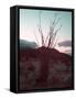 Desert Plants And Sunset-NaxArt-Framed Stretched Canvas